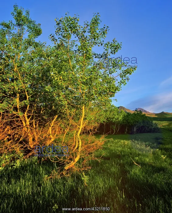 : Quaking Aspen Grove along the Rocky Mountain : Quaking Aspen Grove along the Rocky Mountain