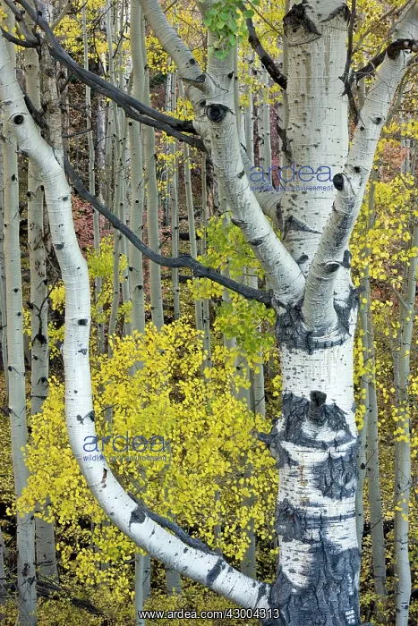 : Quaking Aspen trunks - with autumn colour : Quaking Aspen trunks - with autumn colour