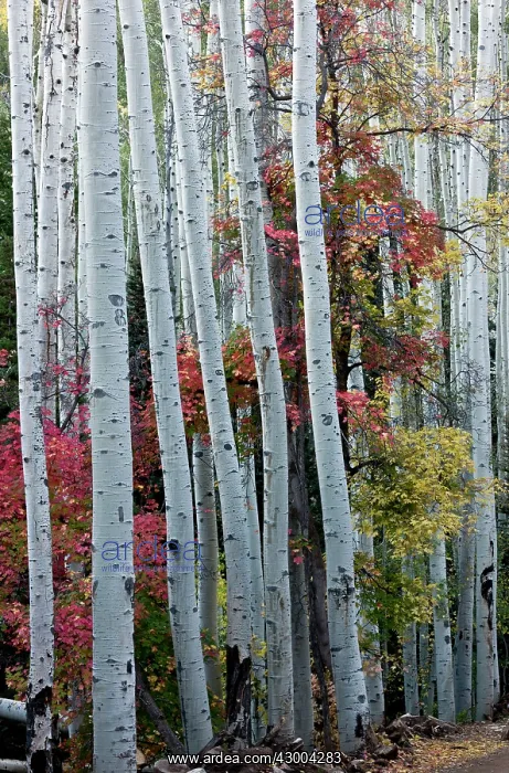 : Quaking Aspens - with autumn colour of Canyon Maple : Quaking Aspens - with autumn colour of Canyon Maple