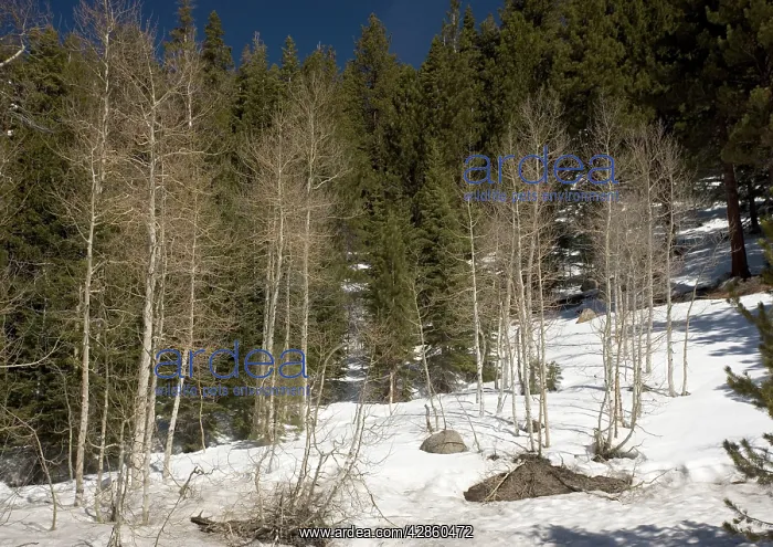 : Quaking Aspens - in winter : Quaking Aspens - in winter