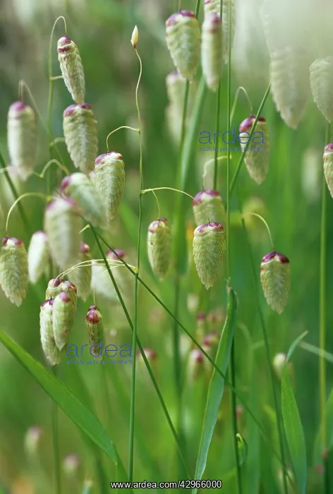 : Quaking grass : Quaking grass