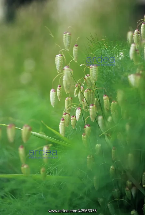 : Quaking grass : Quaking grass