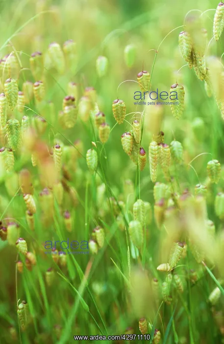 : Quaking grass : Quaking grass