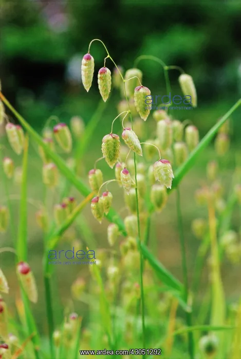 : Quaking grass : Quaking grass