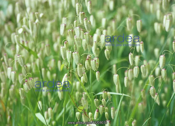 : Quaking grass : Quaking grass