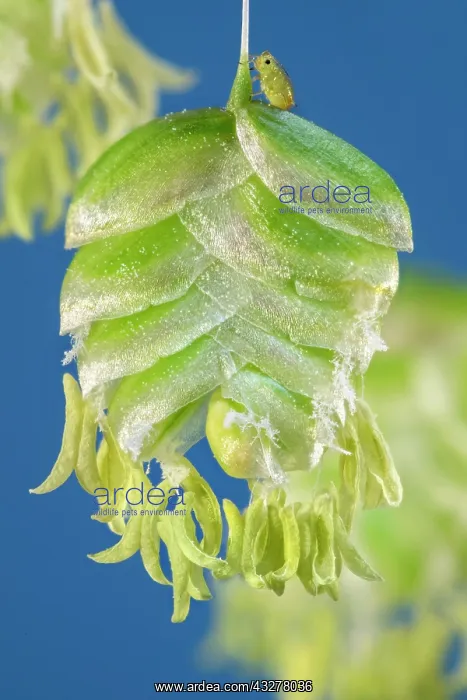  : Quaking Grass flowers