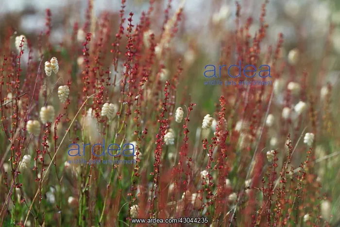 : Quakinggrass : Quakinggrass