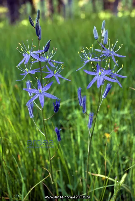 : Quamash or Indian Camas - in wet meadow at 2000m : Quamash or Indian Camas - in wet meadow at 2000m