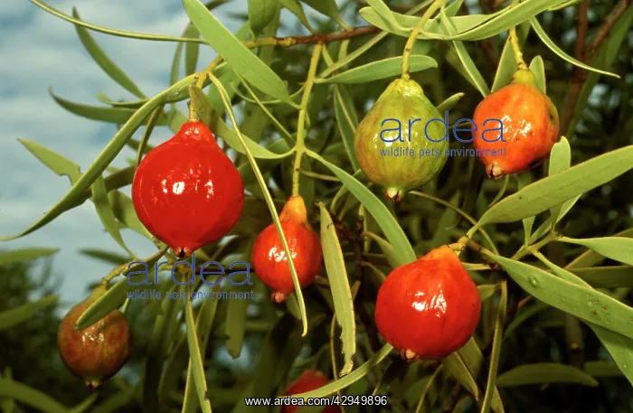 : Quandong (Santalum acuminatum) fruit. Lake Johnston : Quandong (Santalum acuminatum) fruit. Lake Johnston