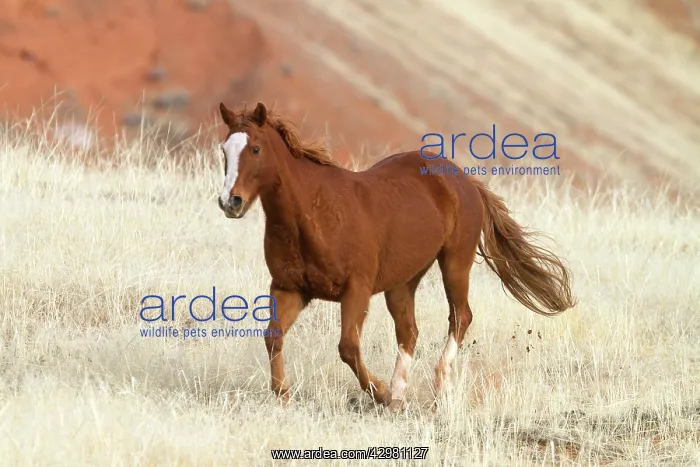 : Quarter Horse : Quarter Horse