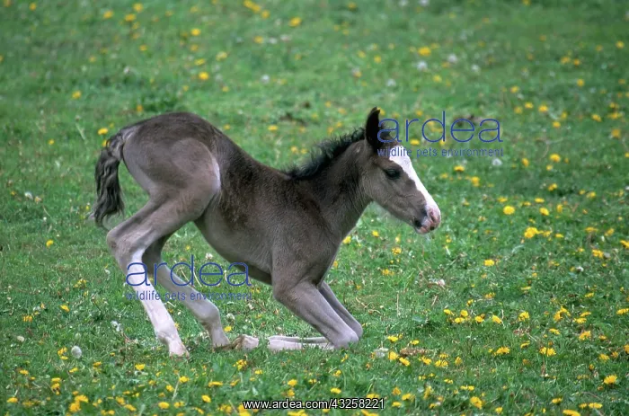: Quarter Horse Colt : Quarter Horse Colt