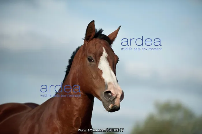 : Quarter Horse, Germany, Europe : Quarter Horse, Germany, Europe
