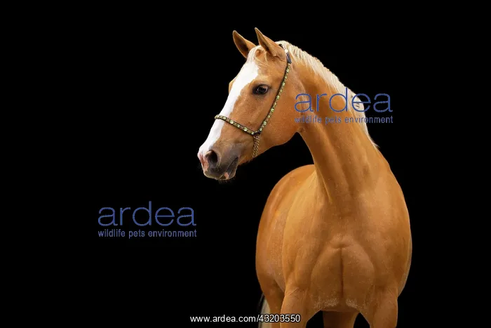 : Quarter Horse mare Palomino in portrait with halter : Quarter Horse mare Palomino in portrait with halter
