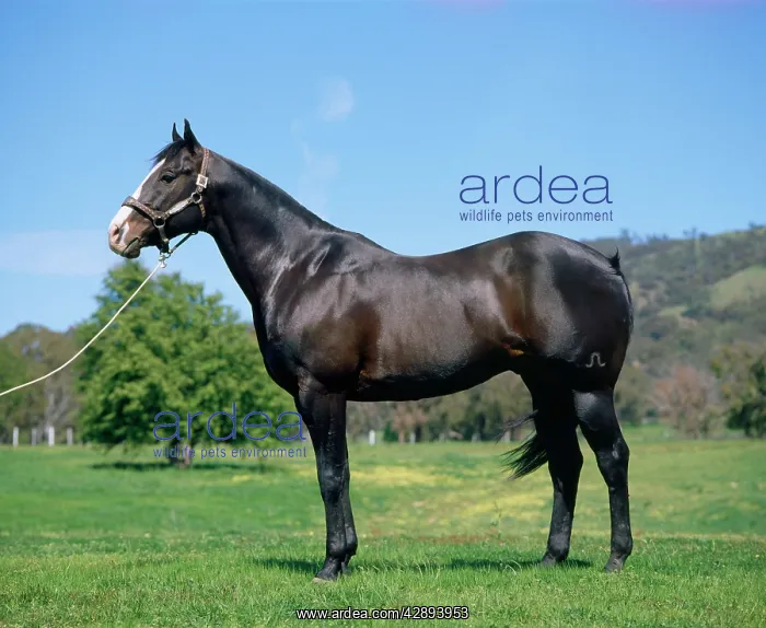  : Quarter Horse - stallion