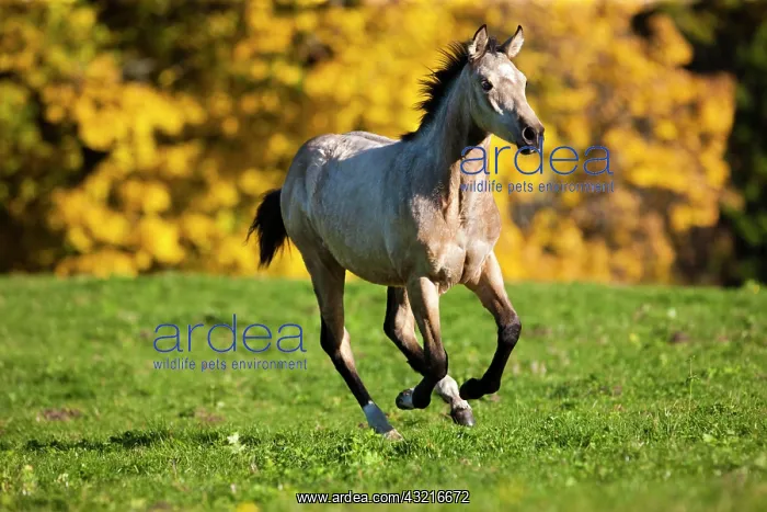 : Quarter Horse, yearling, buckskin, galloping across : Quarter Horse, yearling, buckskin, galloping across