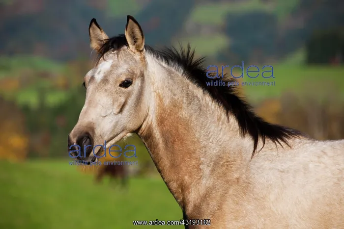 : Quarter Horse, yearling, buckskin, North Tyrol : Quarter Horse, yearling, buckskin, North Tyrol