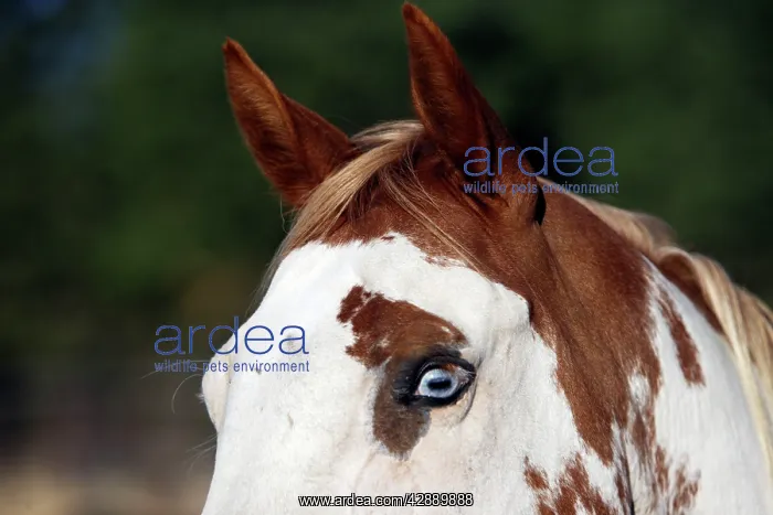 : Quarter / Paint Horse : Quarter / Paint Horse