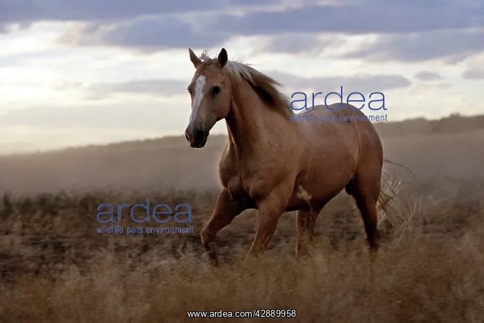 : Quarter / Paint Horse : Quarter / Paint Horse