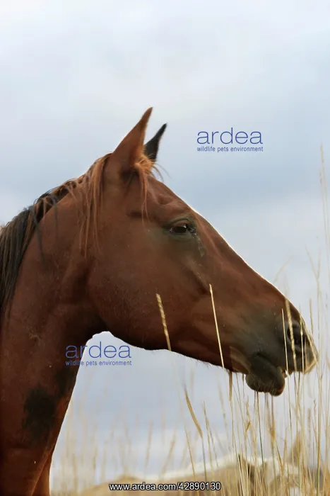 : Quarter / Paint Horse : Quarter / Paint Horse