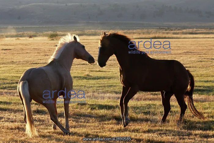 : Quarter / Paint Horse : Quarter / Paint Horse
