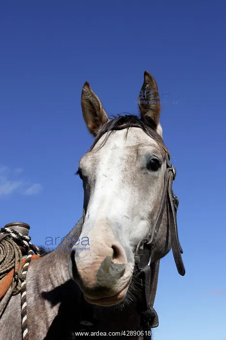 : Quarter / Paint Horse - close-up of head : Quarter / Paint Horse - close-up of head
