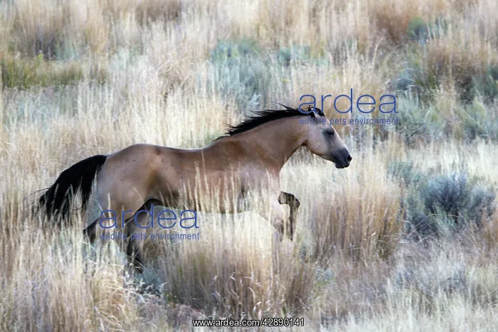 : Quarter / Paint Horse - running : Quarter / Paint Horse - running