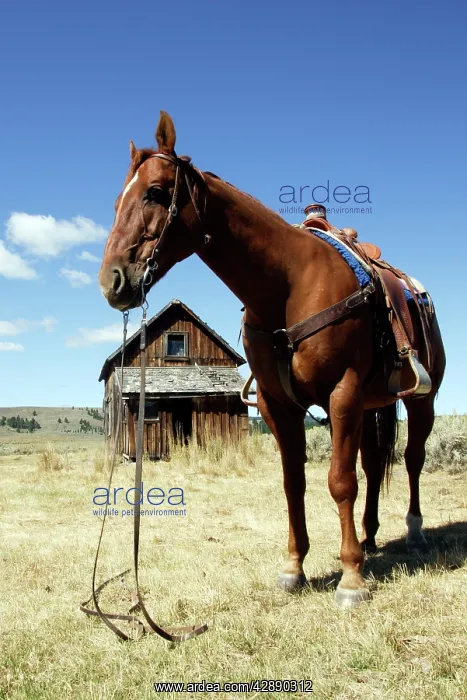 : Quarter / Paint Horse - saddled up : Quarter / Paint Horse - saddled up