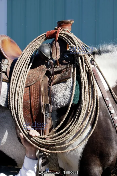 : Quarter / Paint Horse - saddled up, showing cowboy's : Quarter / Paint Horse - saddled up, showing cowboy's