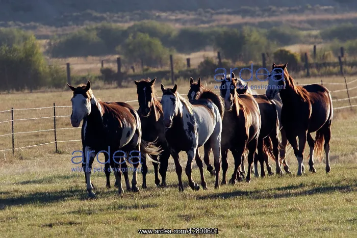 : Quarter / Paint Horses : Quarter / Paint Horses