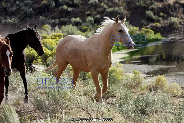 : Quarter / Paint Horses : Quarter / Paint Horses