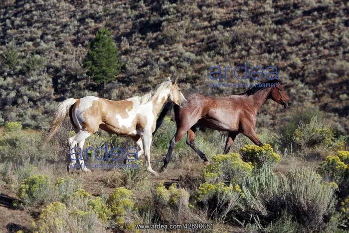 : Quarter / Paint Horses : Quarter / Paint Horses