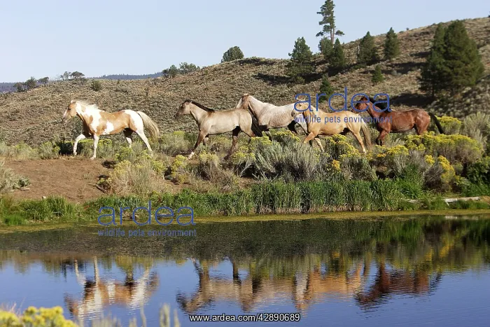 : Quarter / Paint Horses : Quarter / Paint Horses