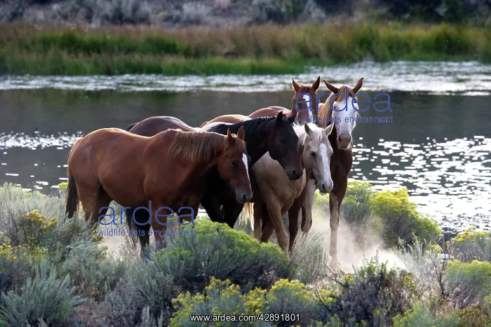 : Quarter / Paint Horses : Quarter / Paint Horses