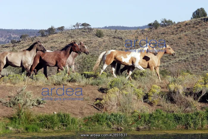 : Quarter / Paint Horses : Quarter / Paint Horses