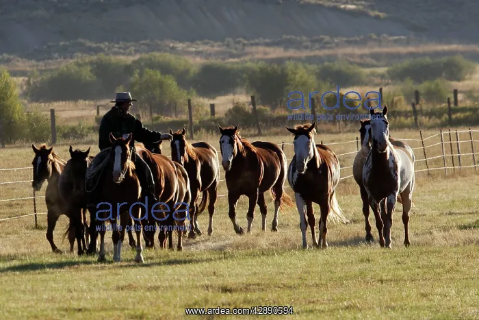 : Quarter / Paint Horses with cowboy : Quarter / Paint Horses with cowboy