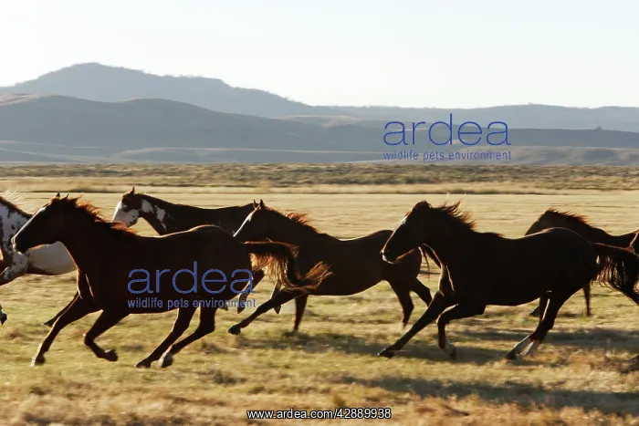 : Quarter / Paint Horses - running : Quarter / Paint Horses - running