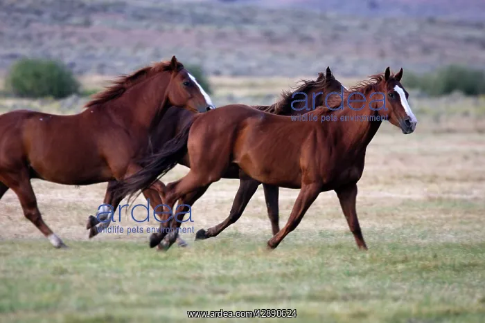 : Quarter / Paint Horses - running : Quarter / Paint Horses - running