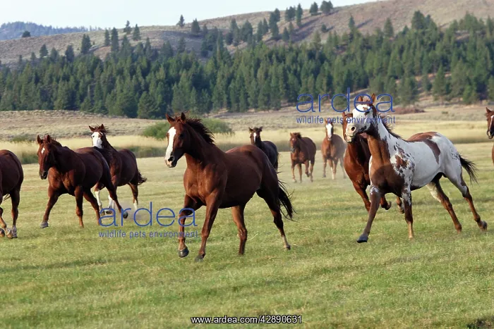 : Quarter / Paint Horses - running : Quarter / Paint Horses - running