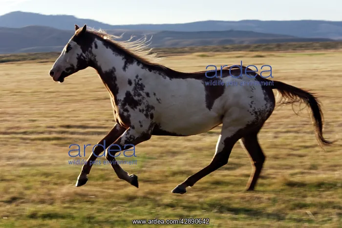 : Quarter / Paint Horses - running : Quarter / Paint Horses - running