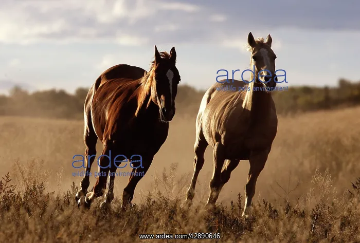: Quarter / Paint Horses - running : Quarter / Paint Horses - running