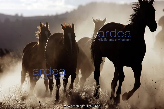 : Quarter / Paint Horses - running : Quarter / Paint Horses - running
