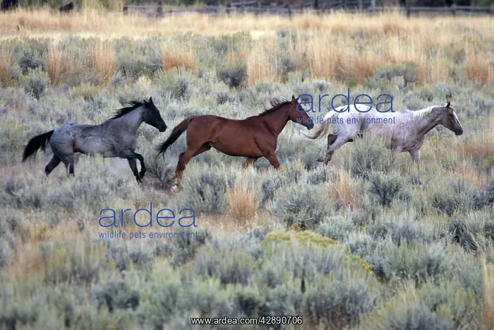 : Quarter / Paint Horses - running : Quarter / Paint Horses - running