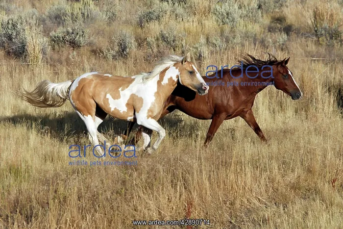 : Quarter / Paint Horses - running : Quarter / Paint Horses - running