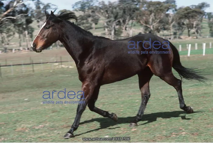 : QUARTERHORSE - trotting : QUARTERHORSE - trotting