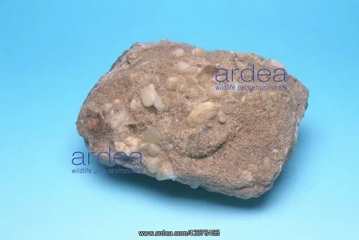 : Quartz Conglomerate : Quartz Conglomerate