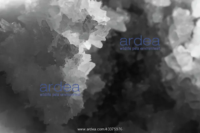 : Quartz crystals : Quartz crystals
