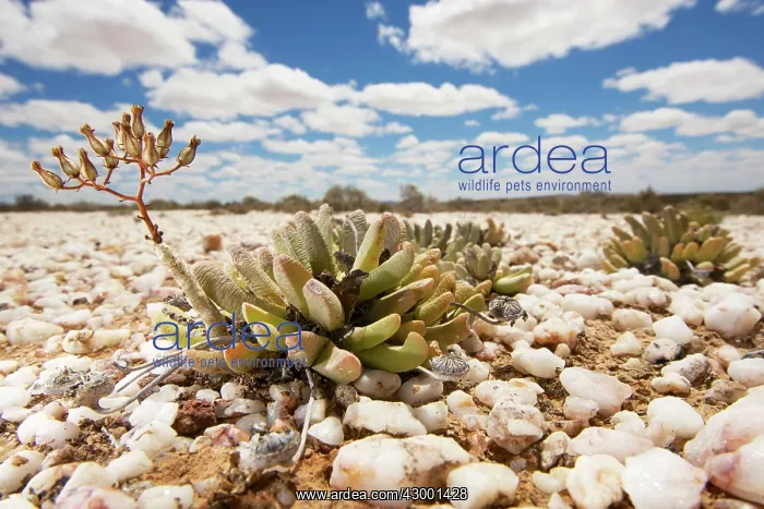 : Quartz Fields : Quartz Fields