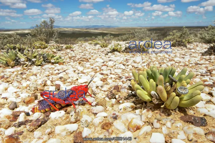 : Quartz Fields : Quartz Fields