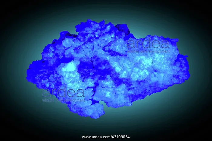 : Quartz & Fluorite in UV Light (1 of 2) : Quartz & Fluorite in UV Light (1 of 2)