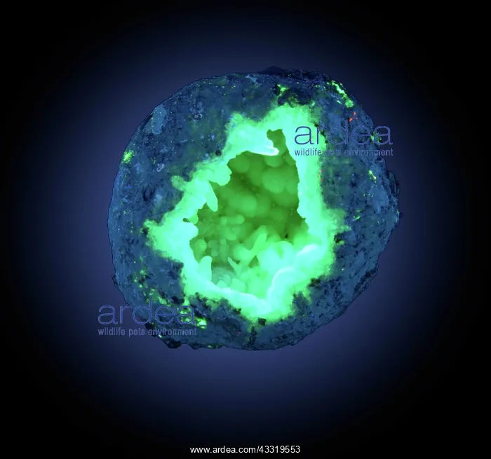 : Quartz Geode Fluorescing (1 of 2) : Quartz Geode Fluorescing (1 of 2)